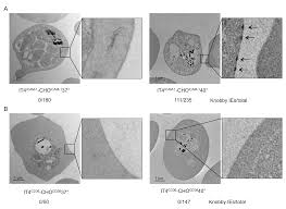 Attēlu rezultāti vaicājumam “Enteridium variabile plasmodium”