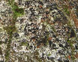 Attēlu rezultāti vaicājumam “Cystocoleus ebeneus”