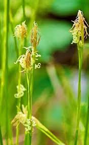 Attēlu rezultāti vaicājumam “Carex pilosa flower”