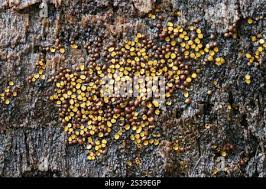 Attēlu rezultāti vaicājumam “Perichaena corticalis spores”