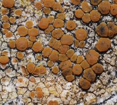 Attēlu rezultāti vaicājumam “Caloplaca scopularis”