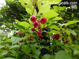 Attēlu rezultāti vaicājumam “Schisandra chinensis flower”