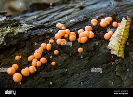 Attēlu rezultāti vaicājumam “Fuligo leviderma spores”