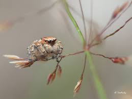Attēlu rezultāti vaicājumam “Evarcha falcata male”