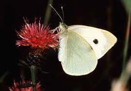 Attēlu rezultāti vaicājumam “Pieris brassicae female”