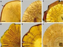 Attēlu rezultāti vaicājumam “Betula pendula var. carelica”