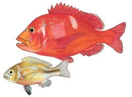 Image result for Polysteganus undulosus