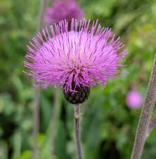 Attēlu rezultāti vaicājumam “Cirsium heterophyllum flower”