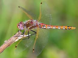 Attēlu rezultāti vaicājumam “Sympetrum”