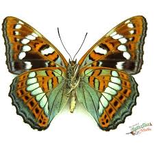 Attēlu rezultāti vaicājumam “Limenitis populi upperside”