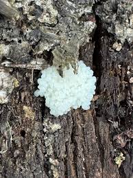 Attēlu rezultāti vaicājumam “Stemonitis herbatica young”