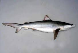Image result for Carcharhinus