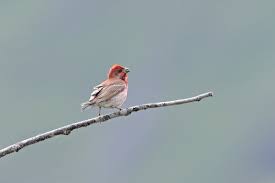 Attēlu rezultāti vaicājumam “Carpodacus erythrinus”