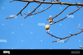 Attēlu rezultāti vaicājumam “Liriodendron tulipifera bud”
