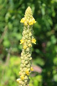 Attēlu rezultāti vaicājumam “Verbascum nigrum”