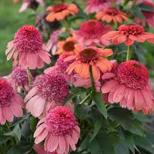 Image result for Echinacea Lustre hybrids