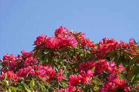 Attēlu rezultāti vaicājumam “Rhododendron sichotense flower”