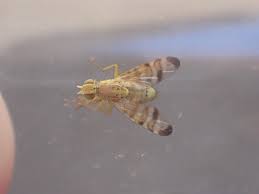 Attēlu rezultāti vaicājumam “Didymium tussilaginis”