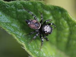 Attēlu rezultāti vaicājumam “Heliophanus sp.”