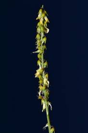 Attēlu rezultāti vaicājumam “Herminium monorchis fruit”