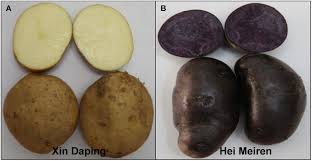 Attēlu rezultāti vaicājumam “Solanum tuberosum”