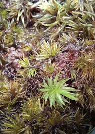 Attēlu rezultāti vaicājumam “Leucobryum glaucum”