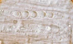 Attēlu rezultāti vaicājumam “Helvella atra”