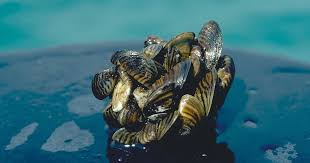 Attēlu rezultāti vaicājumam “Dreissena polymorpha”