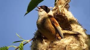 Attēlu rezultāti vaicājumam “Remiz pendulinus nest”
