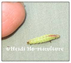 Attēlu rezultāti vaicājumam “Cnaemidophorus rhododactyla”