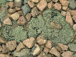 Attēlu rezultāti vaicājumam “Bryum argenteum sporophyte”