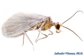 Attēlu rezultāti vaicājumam “Coniopterygidae”