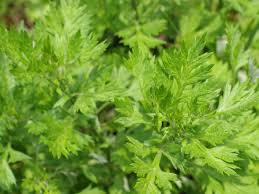 Image result for Artemisia vulgaris