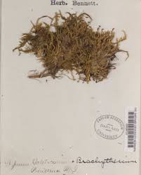 Attēlu rezultāti vaicājumam “Brachythecium salebrosum”