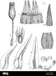 Attēlu rezultāti vaicājumam “Orthotrichum anomalum”