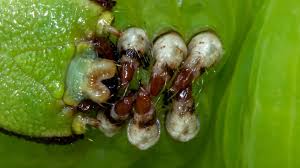 Attēlu rezultāti vaicājumam “Sphinx ligustri larva”