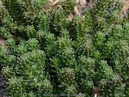 Image result for Sedum acre