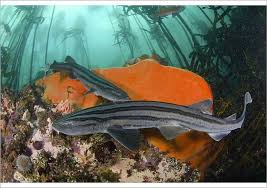 Image result for Poroderma africanum