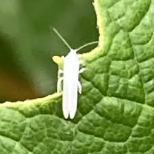 Attēlu rezultāti vaicājumam “Coniopterygidae”