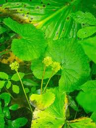 Attēlu rezultāti vaicājumam “Caltha palustris leaf”
