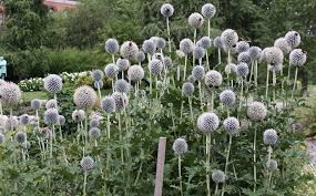 Image result for Echinops spaerocephalus