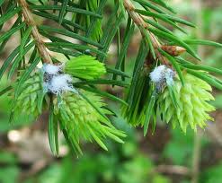 Attēlu rezultāti vaicājumam “Adelges laricis”