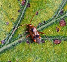 Attēlu rezultāti vaicājumam “Dryophilocoris flavoquadrimaculatus imago”