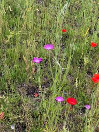 Image result for Agrostemma githago