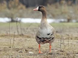 Attēlu rezultāti vaicājumam “Anser albifrons adult”