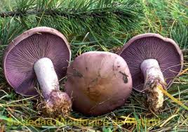 Attēlu rezultāti vaicājumam “Lepista nuda”