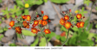 Attēlu rezultāti vaicājumam “Pilosella aurantiaca flower”