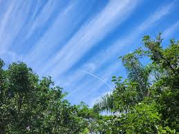 Attēlu rezultāti vaicājumam “Cirrus fibratus”