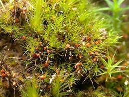 Attēlu rezultāti vaicājumam “Pleuridium subulatum”