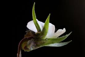 Attēlu rezultāti vaicājumam “Viola arvensis bud”